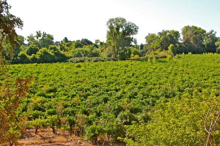 Lodi winegrape vineyard with lush green vines and trees in the background under a clear sky.