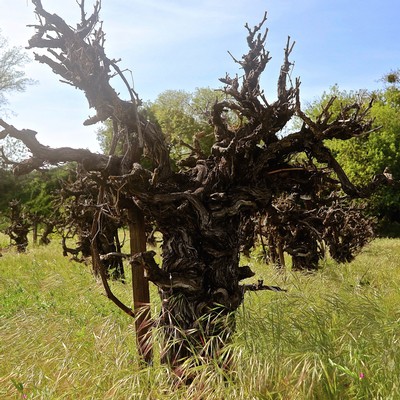 Old gnarled grapevine tree in Lodi wine region with lush green background.