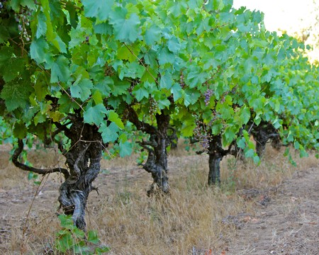 Vineyard with lush green grapevines in Lodi, California, ready for harvest.