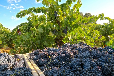 Vineyard with ripe dark grapes ready for harvest in Lodi, California, under a clear blue sky.