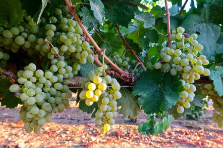 Green wine grapes hanging in a vineyard, ready for harvest in Lodi, California.