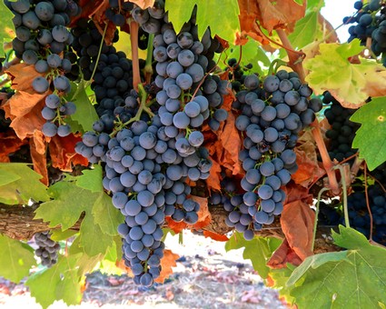 Bunches of ripe purple winegrapes hanging on the vine in Lodi, California, ready for harvest.