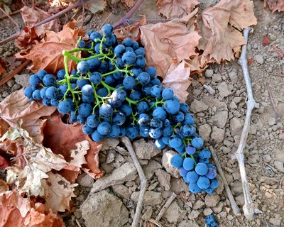 Close-up of ripe blue winegrapes on the vine with dry leaves and soil background in Lodi, California.