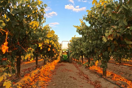 Vineyard with lush grapevines and a tractor in Lodi, California during sunset.