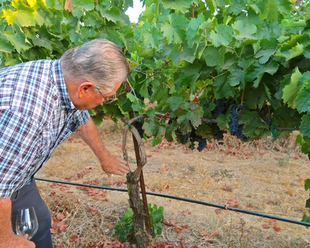 Man inspecting grapevines in a Lodi vineyard with lush green leaves and ripe grapes.