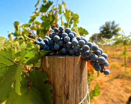 Close-up of ripe dark grapes on vine in Lodi vineyard with blue sky background.