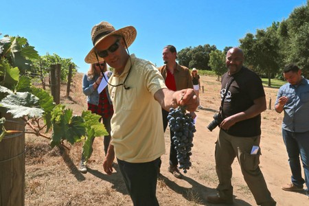 Group of people touring a vineyard in Lodi, California, with a focus on grape harvesting and wine production.