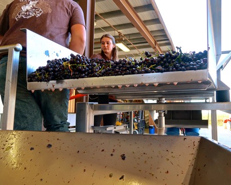 Workers inspecting freshly harvested grapes on a conveyor at Lodi Winegrape Commission.