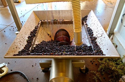 Winegrape sorting table with grapes and equipment at Lodi Winegrape Commission.