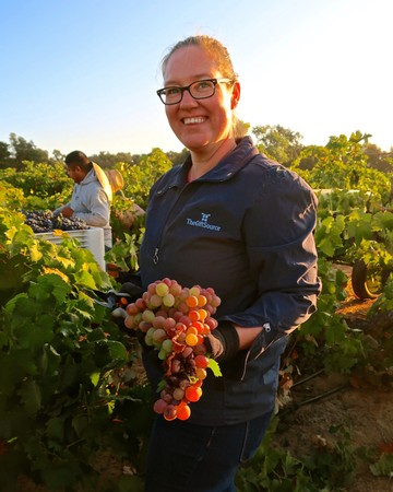 Woman holding a bunch of ripe grapes in a vineyard during harvest season.