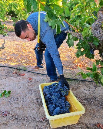 Worker harvesting ripe grapes in a Lodi vineyard for wine production.