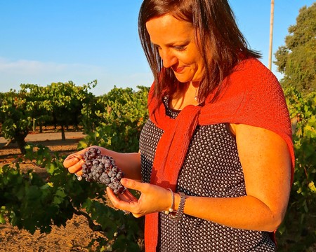 Woman inspecting ripe wine grapes in a vineyard during harvest season in Lodi, California.