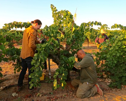 Workers inspecting and harvesting winegrapes in a Lodi vineyard during sunset.
