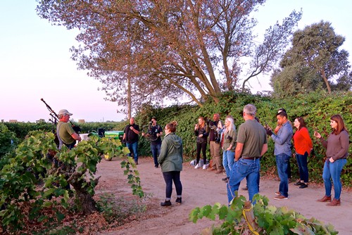 Group of people on vineyard tour listening to guide near grapevines and large tree in Lodi, California.