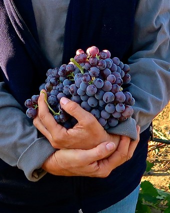 Person holding a bunch of ripe purple wine grapes in Lodi, California.