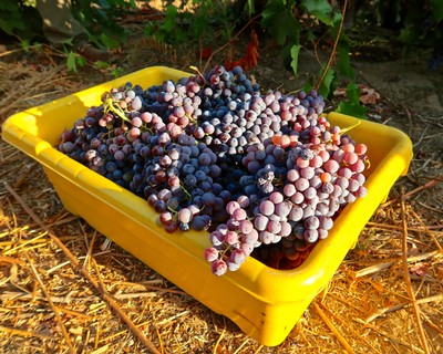 Freshly harvested winegrapes in a yellow container at Lodi vineyard.