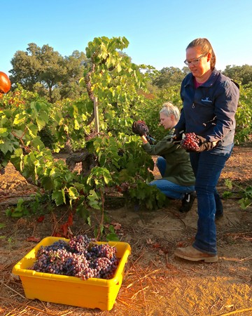 Two people harvesting ripe grapes in a Lodi vineyard during daylight.