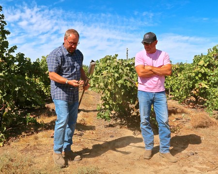 Two men inspecting grapevines in a vineyard during daytime, under a blue sky with scattered clouds.