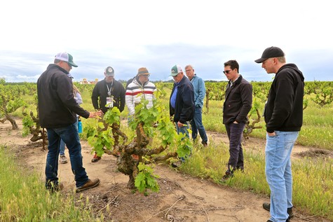 Group of people inspecting grapevines in a Lodi vineyard for wine production.