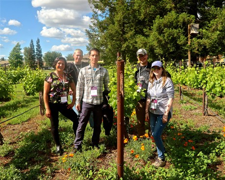 Group of people touring a vineyard in Lodi, California, during daytime with lush grapevines and blue sky.