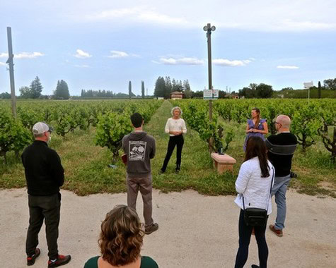 Group of people listening to a guide in a vineyard with lush grapevines and a clear sky.