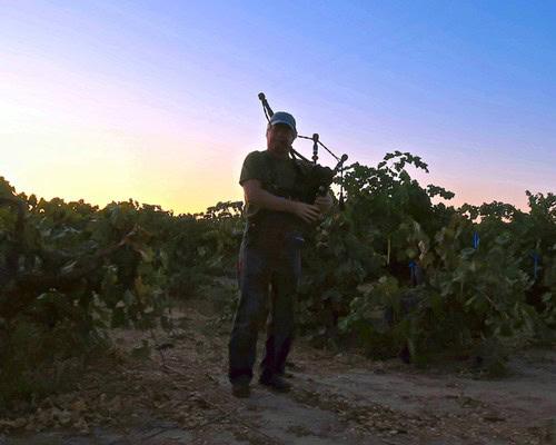 Person playing bagpipes in a vineyard at sunset, showcasing Lodi winegrape region.