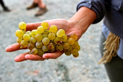 Person holding a bunch of ripe green grapes in a vineyard setting.