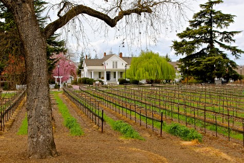 Vineyard in Lodi with rows of grapevines, trees, and a white house in the background.