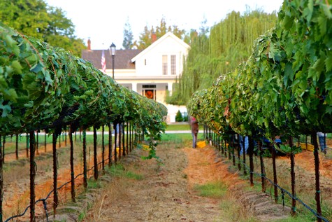 Vineyard rows with lush grapevines in Lodi, California, showcasing premium winegrape cultivation.