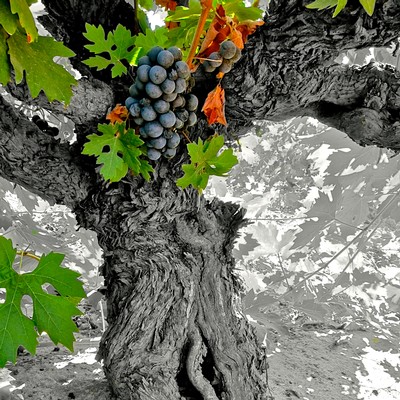 Close-up of a grapevine with ripe grapes and green leaves in a vineyard setting.