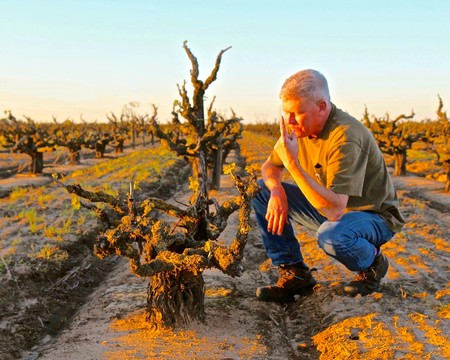 Man inspecting a gnarled winegrape vine in a Lodi vineyard at sunset for optimal grape quality.