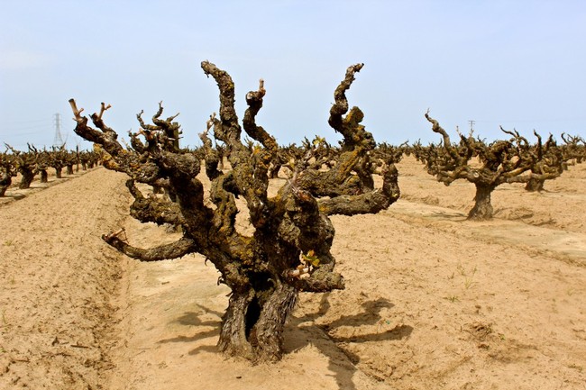 Gnarled, leafless grapevine in Lodi vineyard with dry soil and clear sky.