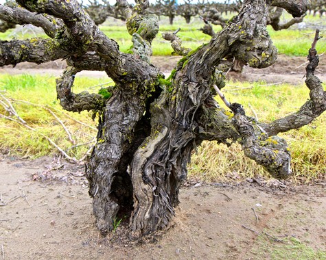 Close-up of a gnarled, mature grapevine trunk in a vineyard, representing Lodi Winegrape Commission's grape growing.