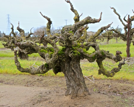 Gnarled, leafless vineyard tree in Lodi, California, showcasing unique grapevine growth.