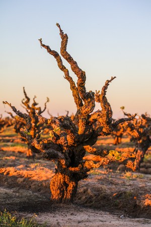 Gnarled, leafless grapevine in Lodi vineyard at sunset, showcasing unique twisted branches and rugged bark.