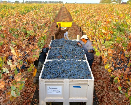 Workers harvest ripe grapes in a Lodi vineyard during the grape harvest season.