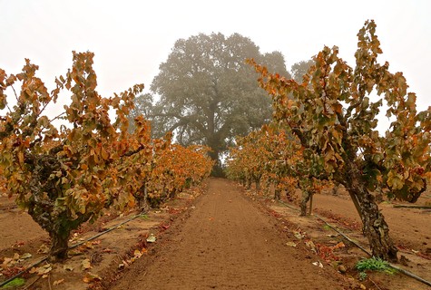 Autumn vineyard in Lodi with ripe winegrapes and colorful foliage, showcasing premium grape growing for wine production.