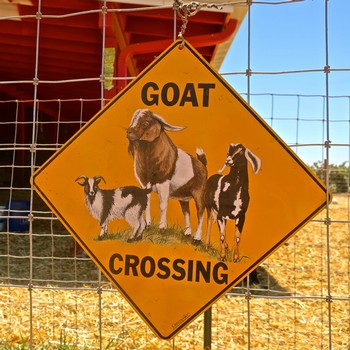 Yellow goat crossing sign with illustrations of a goat, a goat kid, and a kid goat on a farm fence.