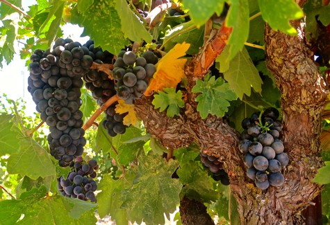 Close-up of ripe dark purple grapes on a vine in Lodi wine region, California.