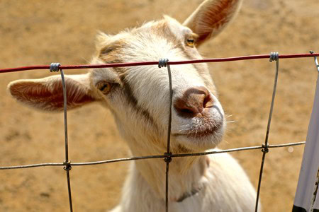 Close-up of a goat peeking through a wire fence in the Lodi wine region, California.