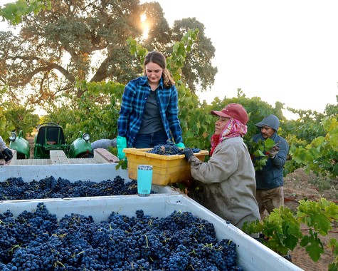 Women harvesting and sorting grapes in a Lodi vineyard during sunset for wine production.