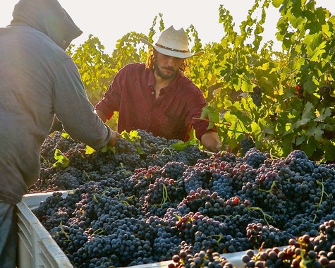 Two vineyard workers harvest ripe grapes in Lodi wine region during sunny day.