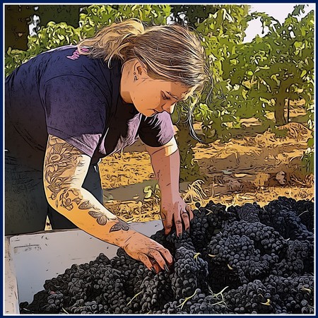 Woman harvesting ripe black grapes in a vineyard for Lodi wine production.