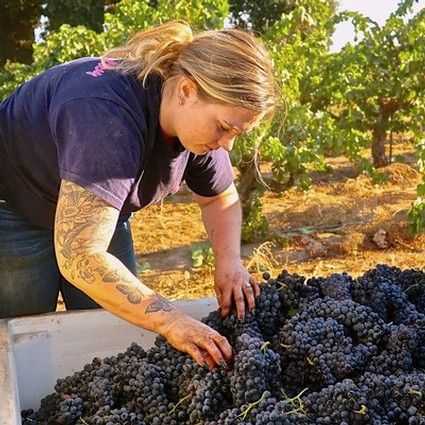 Female worker harvesting ripe grapes in a vineyard during the Lodi wine season.
