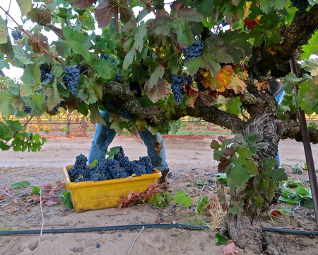 Grapes being harvested from a Lodi vineyard with a worker collecting grapes in a yellow container.