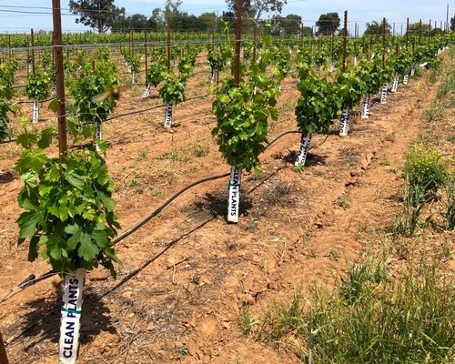 Vineyard rows with grapevines supported by trellises in Lodi, California, showcasing healthy grape growth.
