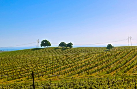 Vast vineyard landscape in Lodi with rolling hills, grapevines, and a clear blue sky.