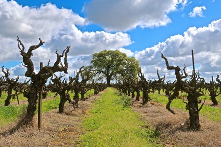 Vineyard rows with pruned grapevines under a partly cloudy sky in Lodi, California.