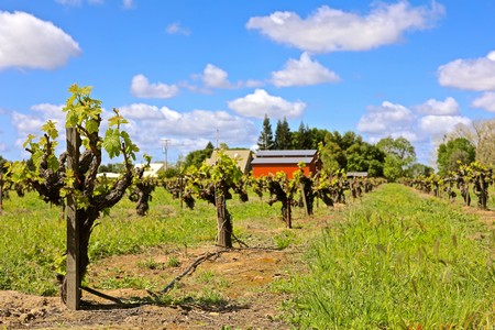 Vineyard rows with lush grapevines under a bright blue sky in Lodi, California.