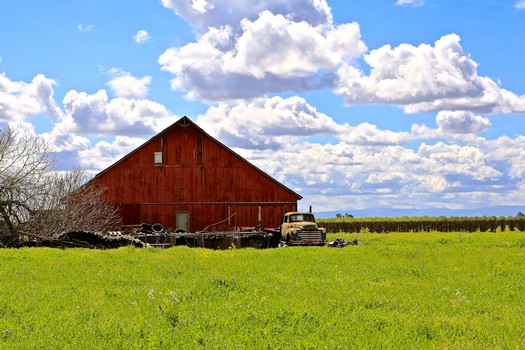 Red barn on a lush green vineyard with a blue sky and white clouds, representing Lodi wine grape cultivation.